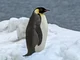 Emperor Penguin