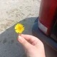 Daisy the Dandelion
