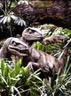 velociraptor