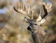 White-tail Deer Buck