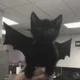 vampire cat