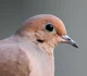 Mourning Dove