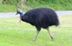 Cassowary bird