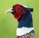 Common Pheasant