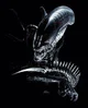 the xenomorph 