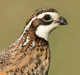 Northern Bobwhite