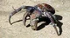 Coconut Crab