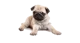 El pug 
