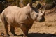 Southern White Rhino