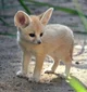 Baby fennec fox