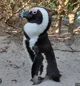African penguin