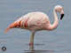 Chilean flamingo