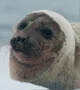 Seal Simulator
