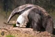 Giant anteater