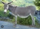 Donkey