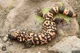 Gila monster