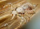 Head Louse