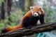 Red Panda
