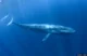Blue Whale