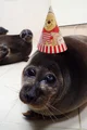 Birthday Seal Art