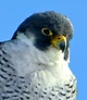 Peregrine Falcon