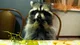 Gerald the raccoon