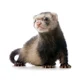 Ferret