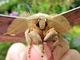 Giant Moth