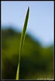 Blade of grass