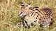 Leptailurus serval