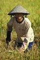 Rice farmer vietnam