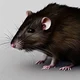 rat