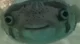 Puffer fish