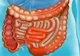 intestine
