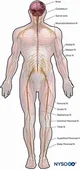 nerve system