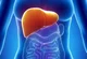 liver