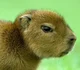 capybara
