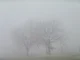 The Fog