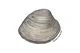 clam