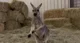 Kangaroo