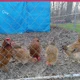 The chickenz Gang