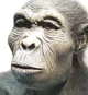 Homo Habilis 