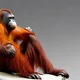 Orangutan