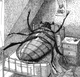 Gregor Samsa