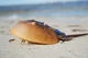Horseshoe Crab