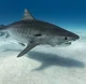 Tiger Shark