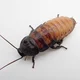 A Cockroach