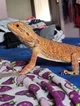 Martin pogona