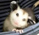 Opossum