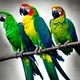 The parrots